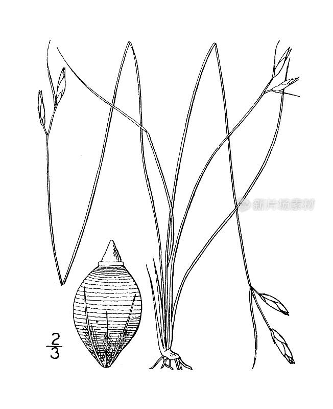 古植物学植物插图:Rynchospora oligantha，少数花有喙的rush